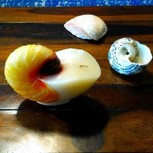 🐚Vintage Shell Candle 🐚